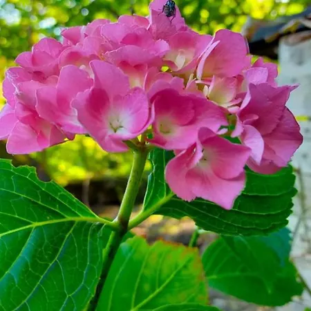 Prázdninový dům Casa Hydrangea Con Piscina E Giardino
