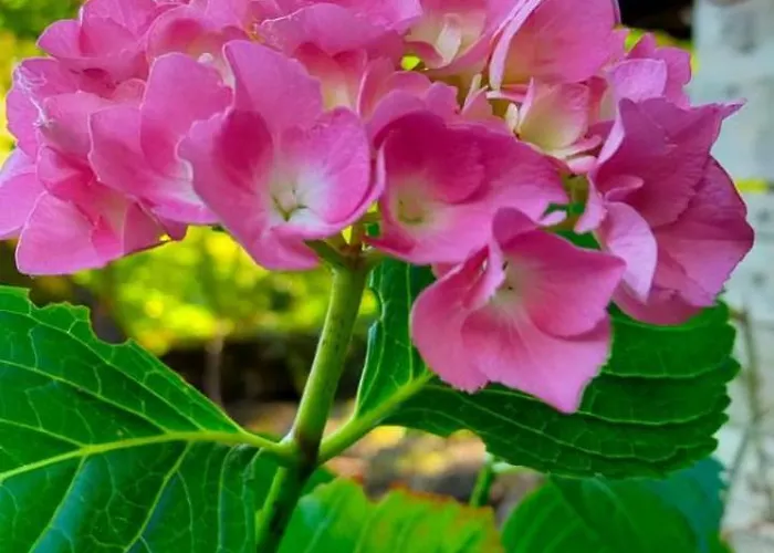 Casa vacanze Casa Hydrangea Con Piscina E Giardino
